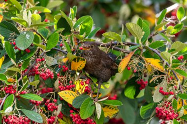 Karatavuk, Turdus merula, dişi, ağaçta kırmızı tohum yiyor.