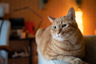 Tatlı, tüylü, bulanık bir arka planda kanepeye uzanmış kızıl bir kedi.