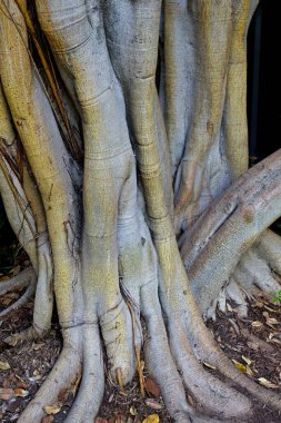 La Brea Katran Çukurları, Los Angeles, California 'da bir ağaç gövdesi kümesi.