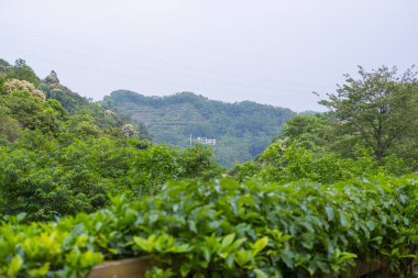 Yeşil orman dağlarının güzel manzarası