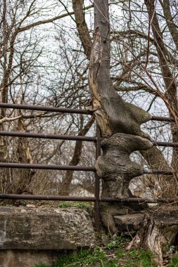 Büyüyen bir ağacın dikey görüntüsü ve eski paslı demir korkulukları yutmuş.
