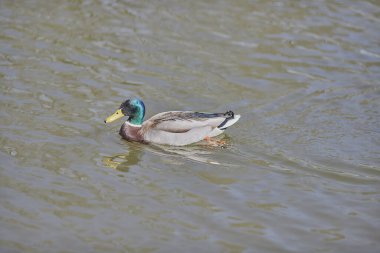Parlak gün ışığında gölün sakin sularında yüzen erkek bir ördeğin (Mallard ördeği) güzel bir görüntüsü.