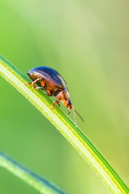 Biberiye böceği, chrysolina americana, bir kök üzerinde yürüyen böcek