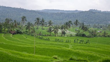 Bali, Endonezya 'daki pirinç tarlalarının ve yeşilliğin doğal manzarası.