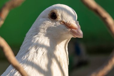 Yurtiçi cins posta güvercini portresi yakın plan