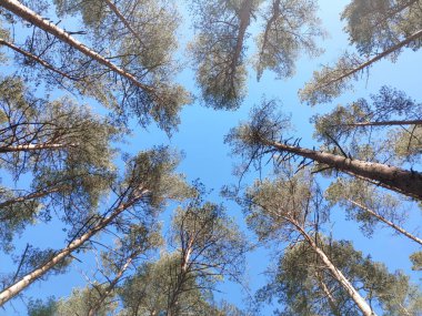 Ormandaki çam ağaçlarının alçak açılı görüntüsü