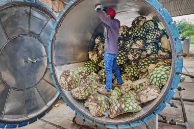 Adam fırında karides yığıyor. Buharda pişirmeye hazır.