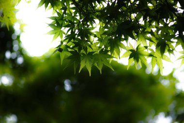 Güneşin altında güzel bir ağaç yaprağı görüntüsü