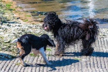 Süvari bir köpek kralı Charles, kumsalda Shih Tzu ile oynayan şirin bir köpek yavrusu.