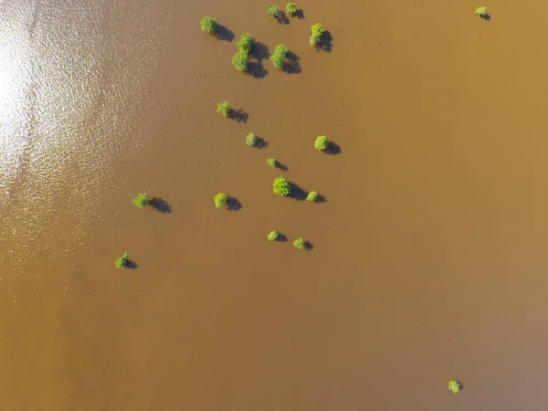 Una Vista Aérea Los Árboles Verdes Creciendo Las Aguas Sucias —  Fotos de Stock