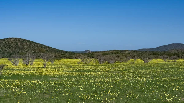 Namibie Krajina Damarlandu Žluté Květy Jaře Horami Pozadí — Stock fotografie