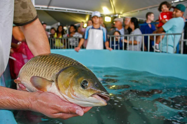 Porto Alegre Rio Grande Sul Brazil 28Th Mar 2013 Vendor — Stock Photo, Image