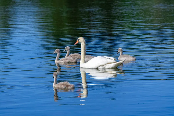 Madre Blanca Cisne Nadando Con Mosquitos —  Fotos de Stock