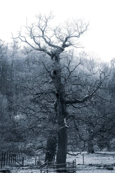 Pionowe Ujęcie Drzewa Gołymi Gałęziami Tle Lasu Zimie — Zdjęcie stockowe