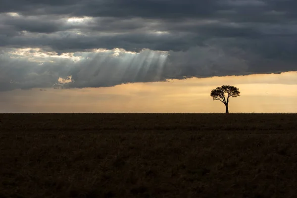 Una Hermosa Vista Árbol Solitario Sabana Contra Cielo Nublado — Foto de Stock