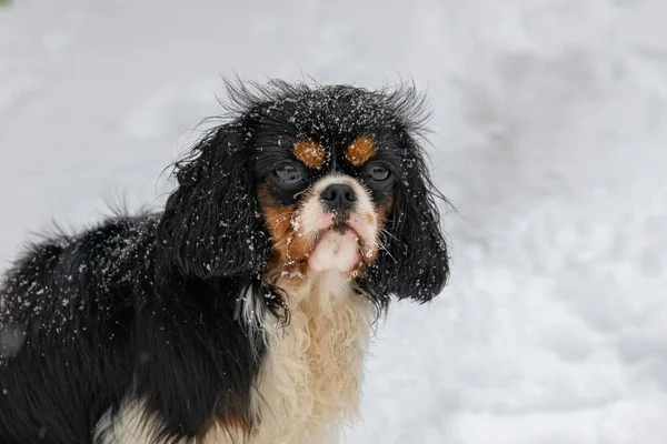 Dog Cavalier King Charles Cute Puppy Snow — Stock Photo, Image