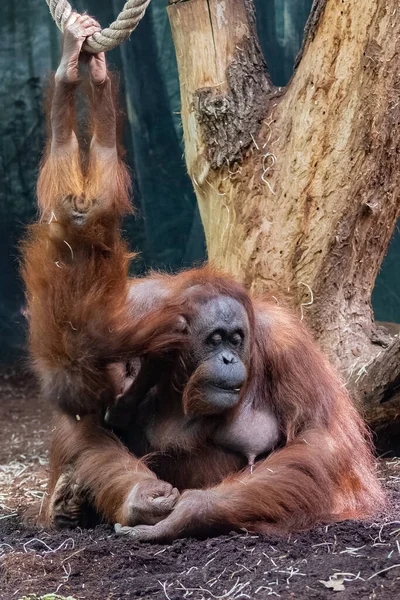 Orangutangemamma Med Sin Lilla Apa — Stockfoto
