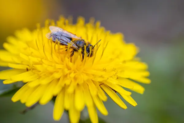 Eine Großaufnahme Einer Biene Auf Einer Gelben Löwenzahnblüte Einem Park — Stockfoto