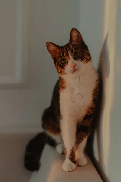 Eine Katze Auf Einer Couchkante Mit Ihrem Spiegelbild Der Wand — Stockfoto