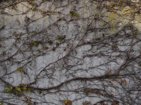 Τσιμεντένιος Τοίχος Αναρριχητικά Φυτά Πάνω Του Ουδέτερο Σχέδιο Ιδανικό Για — Φωτογραφία Αρχείου