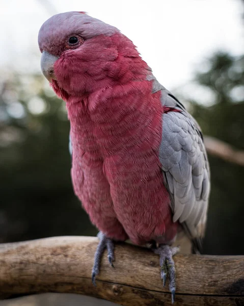 ガラーの選択的焦点ショット Eolophus Roseicapilla — ストック写真