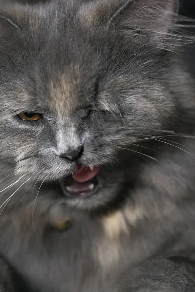 Beautiful Portrait Gray Furry Cat Eye Open Mouth — Stock Photo, Image