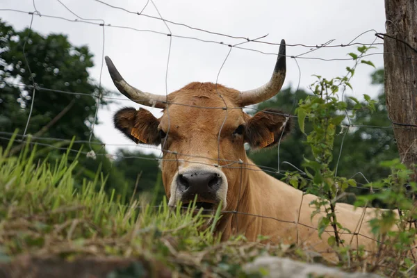 Beau Cliché Une Vache Domestique Debout Derrière Grille Ferme Pendant — Photo
