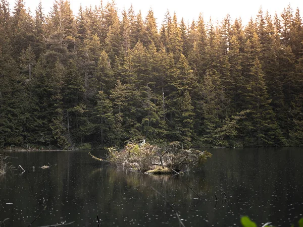 Живописный Вид Спокойное Озеро Тихоокеанском Северо Западном Лесу Вашингтоне Сша — стоковое фото