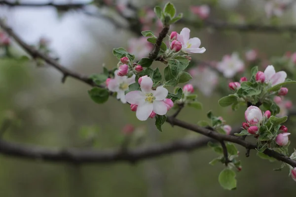 Eine Selektive Fokusaufnahme Weißer Und Rosa Blüten Auf Einem Apfelbaum — Stockfoto