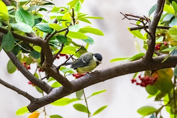 Great Tit Baby Titmouse Waiting His Mother Feed Him — Stock Photo, Image