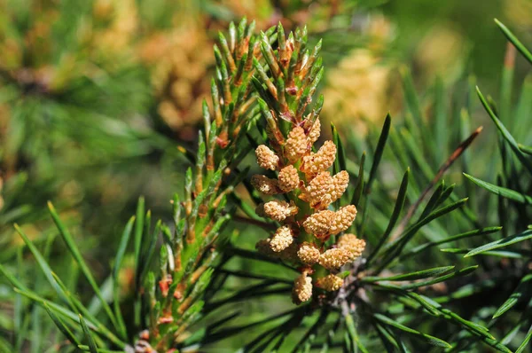Closeup Shot Scotch Pine Pinus Sylvestris Cone — Stock Photo, Image
