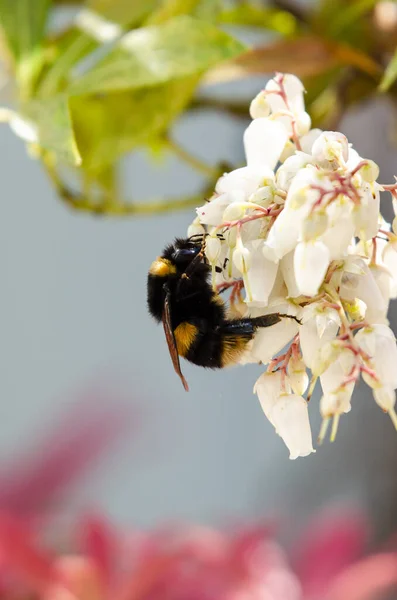 Μια Μέλισσα Που Συλλέγει Γύρη Από Λουλούδια Πιέρης — Φωτογραφία Αρχείου