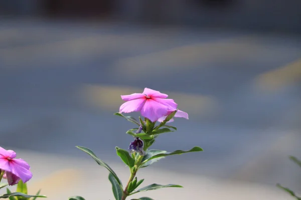 Eine Nahaufnahme Einer Schönen Rosa Blume Die Einem Garten Wächst — Stockfoto