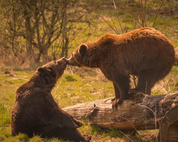 Close Dois Ursos Marrons Brincando Grama Verde Uma Floresta — Fotografia de Stock