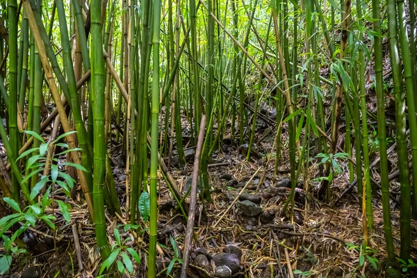 Der Bambuswald Der Nähe Der Manoa Falls Auf Oahu Hawai — Stockfoto