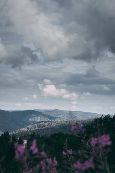 Krásná Scenérie Květinového Pole Černém Lese Pod Zamračenou Oblohou — Stock fotografie