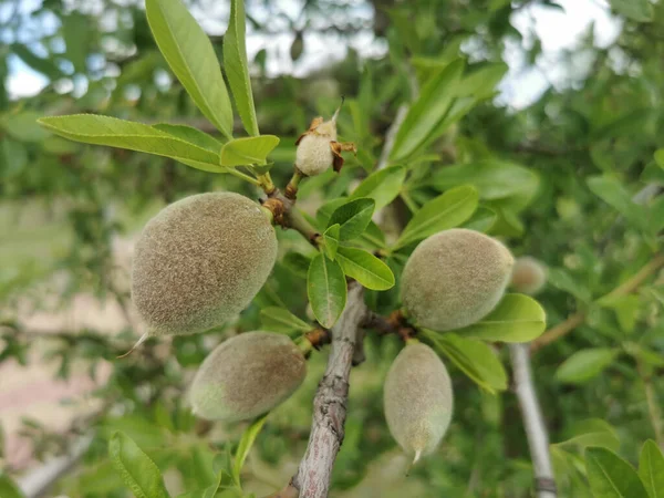 杏仁核杏仁树 杏仁核属 的特写 带有成熟的果实生长在花园中 — 图库照片