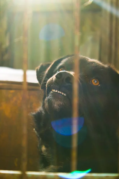 Заброшенная Грустная Собака Ждет Удочерения Забором Вертикально — стоковое фото