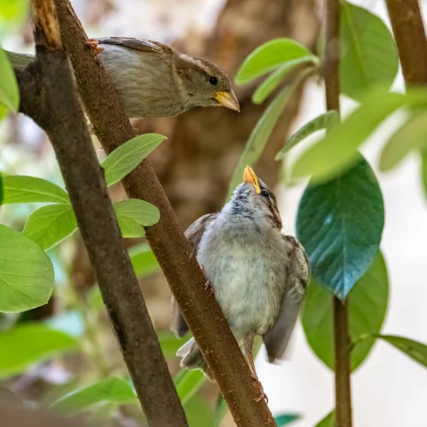 一只由妈妈喂的小麻雀 可爱的小鸟 — 图库照片