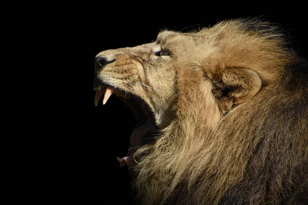Tiro Seletivo Foco Retrato Leão Com Monte Aberto Isolado Fundo — Fotografia de Stock