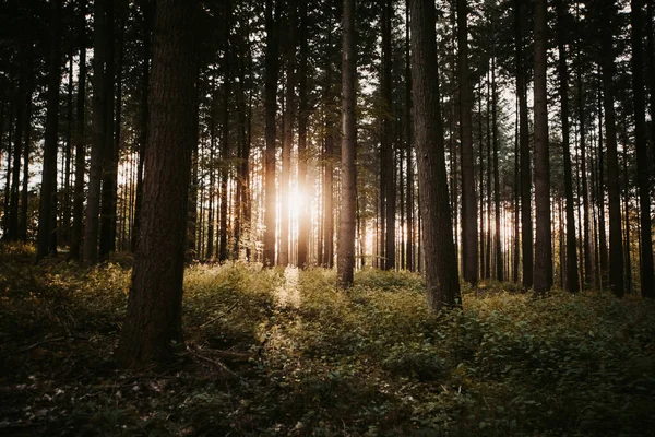 阳光下一片漆黑而神秘的森林令人叹为观止 — 图库照片
