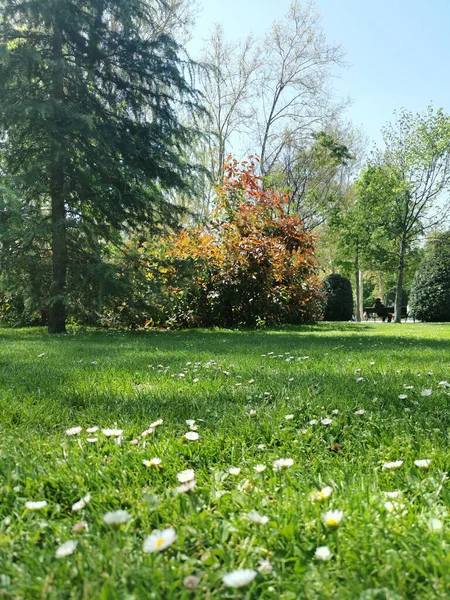 晴れた日に芝生の上で成長する日々の垂直閉鎖 — ストック写真