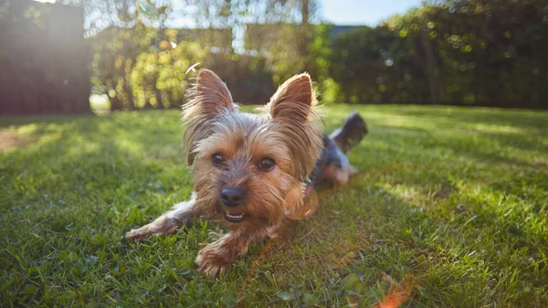 Closeup Shot Cute Yorkshire Terrier Laying Grass — Stock Photo, Image
