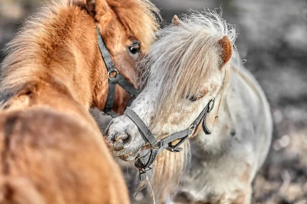 Egy Közeli Felvétel Barna Fehér Miniatűr Shetlandi Pónikról Akik Egymást — Stock Fotó