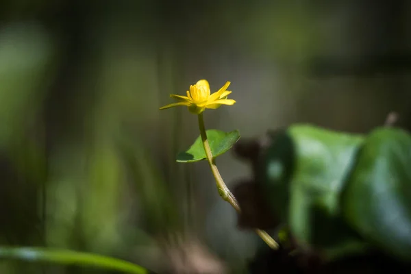 Uma Macro Uma Bela Flor Amarela Pequena Florescendo Jardim Fundo — Fotografia de Stock