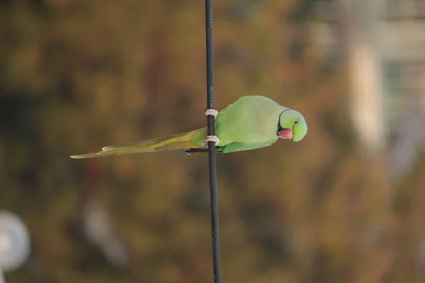 Single Indian Ring Necked Parakeet Med Suddig Bakgrund — Stockfoto