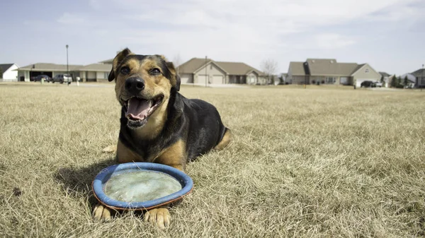 A joyful Huntaway dog lying on the field and playing with its toy on a sunny day