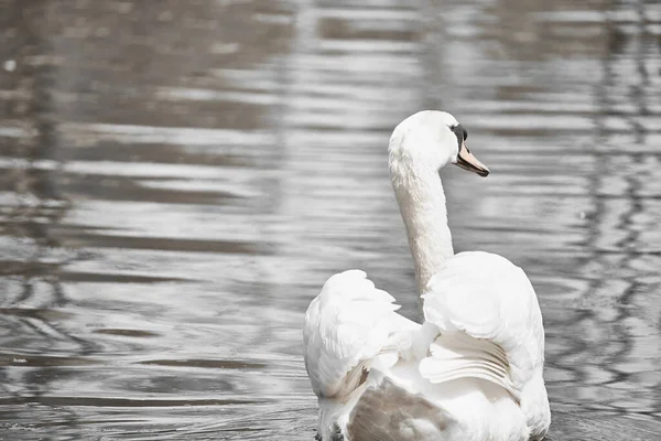Uma Bela Vista Cisne Gracioso Flutuando Lago — Fotografia de Stock