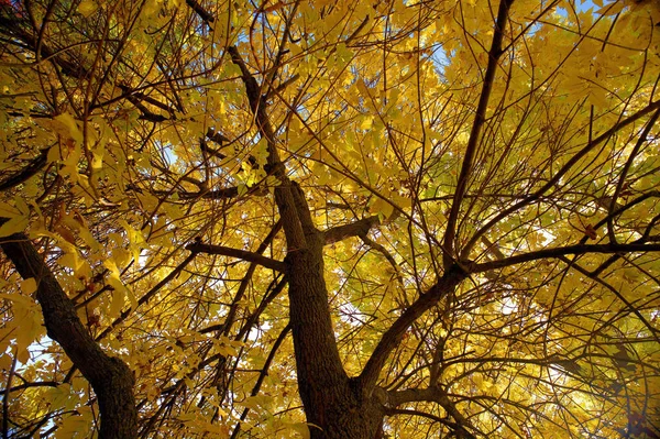 Eine Flache Aufnahme Von Ästen Mit Gelben Blättern Wald Während — Stockfoto