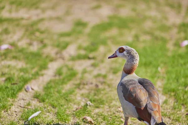 Closeup Shot Egyptian Goose Standing Grass Park — Stock Photo, Image